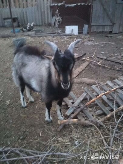 Козлик и коза, 8 мес