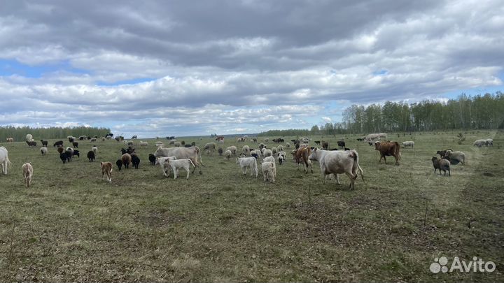 Продажа обмен крс