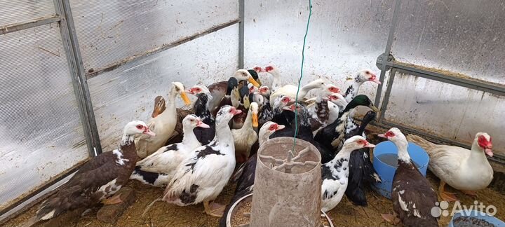 Яйца инкубационные и утки