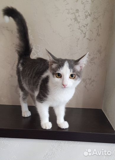 Котик Тимошка