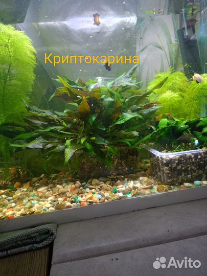 Моллинезии, креветки, растения, гурами