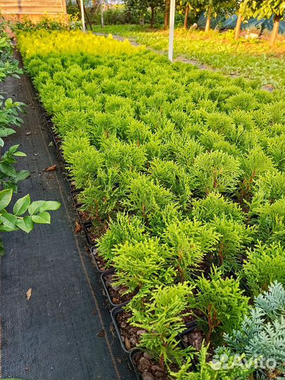 Даника, Хозери Хвойные р9