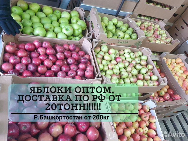 Яблоки оптом красные от 20 тонн