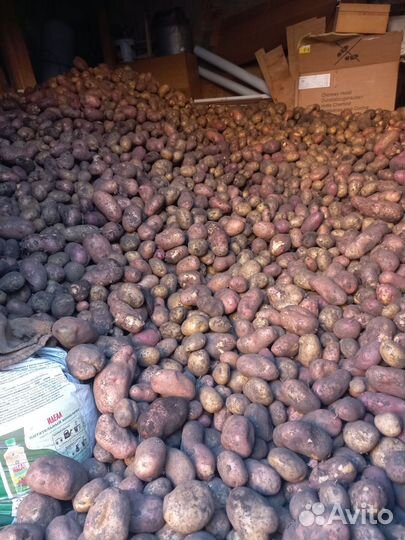 Продам картофель