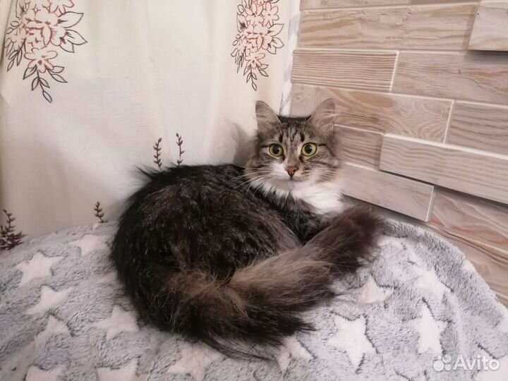 Кот Гном Гномыч