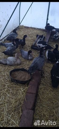 Инкубационное яйцо индоуток и кур доминантов