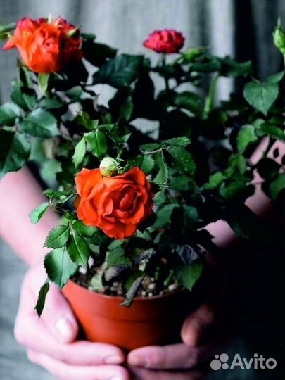 Роза - грунт 5л