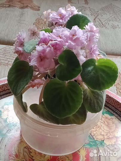 Сортовые Фиалки