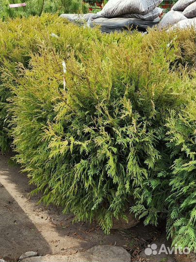 Туя шаровидная Даника, глобоза, вудварди