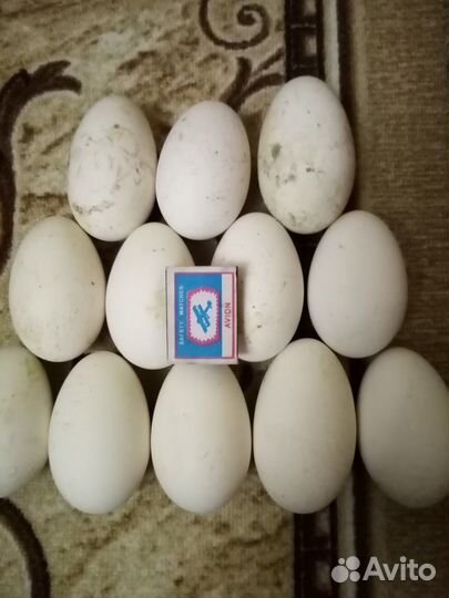 Инкубационное яйцо гусей