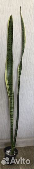 Сансевиерия коллекционная