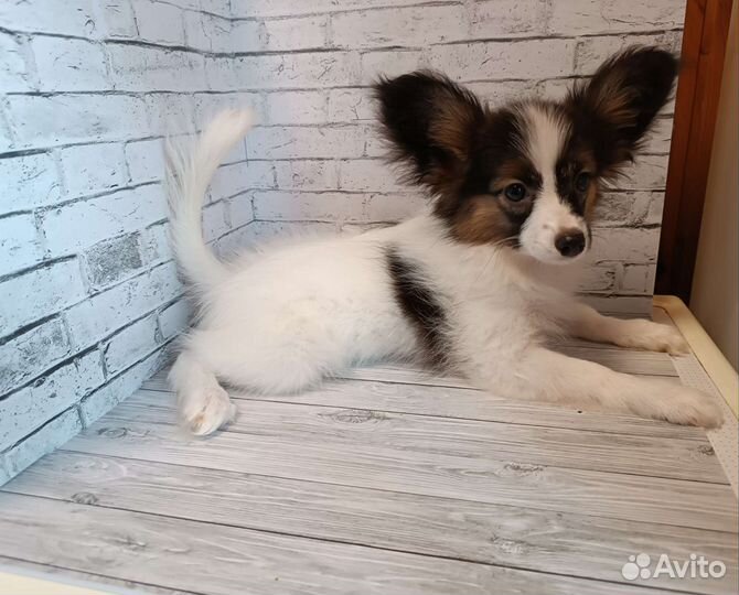 Красотка Гретта