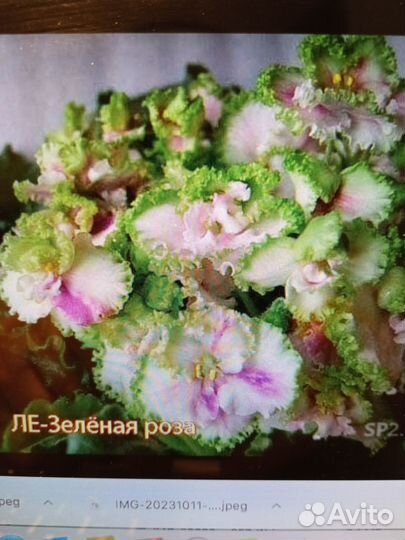 Детки