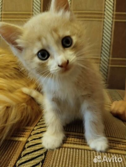 Котятки