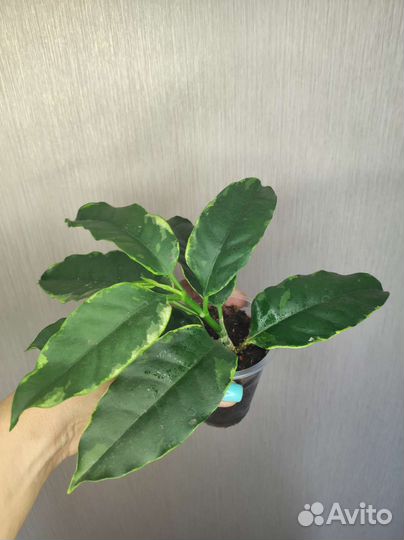 Хойи укорененные