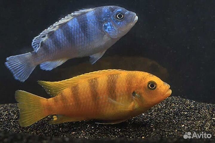 Мальки маловийских цихлид