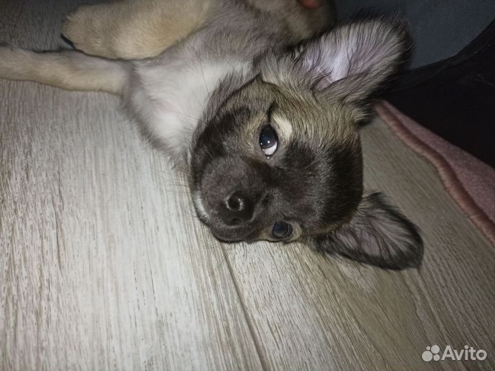 Мальчишка Чихуахуа длинношерстный