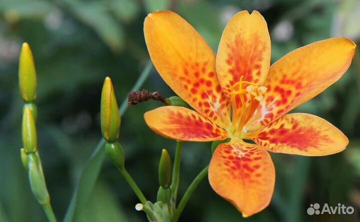 Беламканда