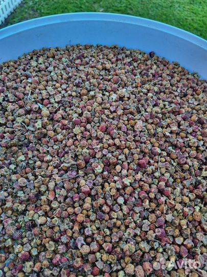 Сухоцветы для декора