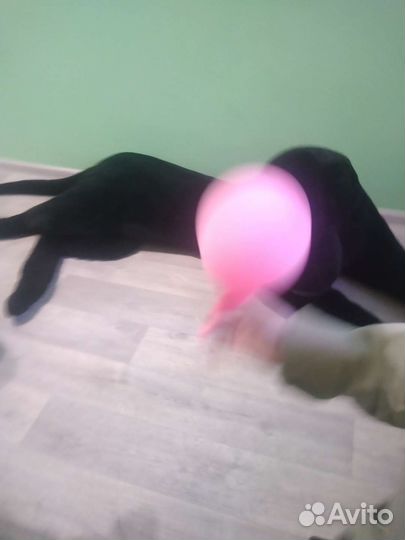 Большая игрушка