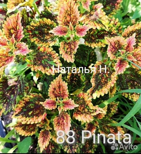 Колеусы вегетативные