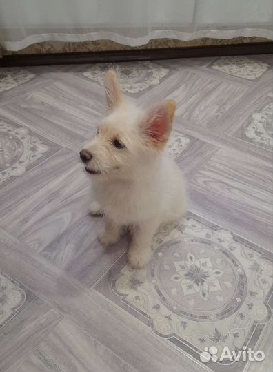 Шпиц смесь чихуахуа