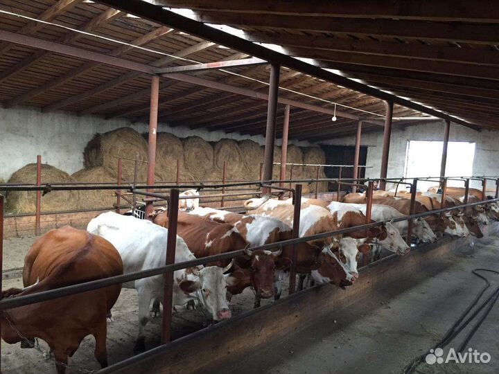 Доярка/доер