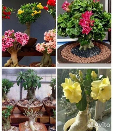 Адениум микс