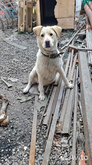 Собака в добрые руки