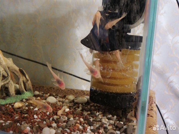 Сомик анциструс