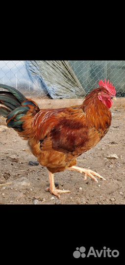 Кучинская юбилейная