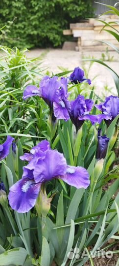 Ирисы