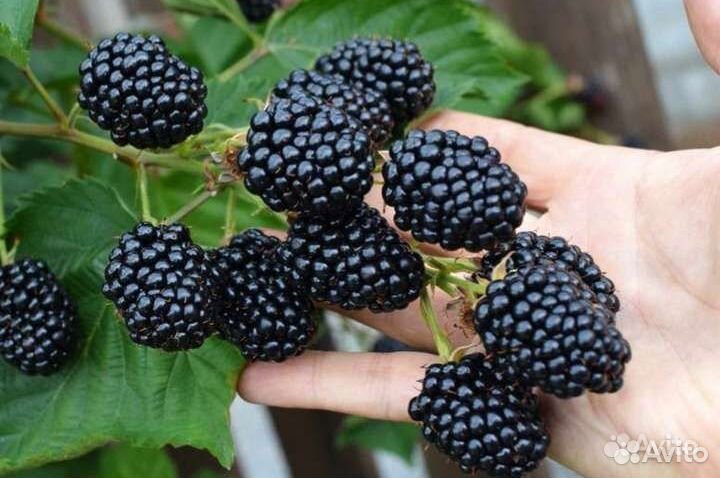 Крупная ежевика