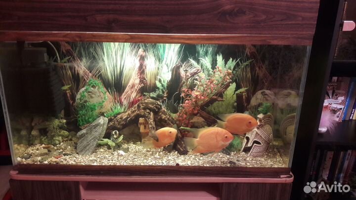 Аквариум