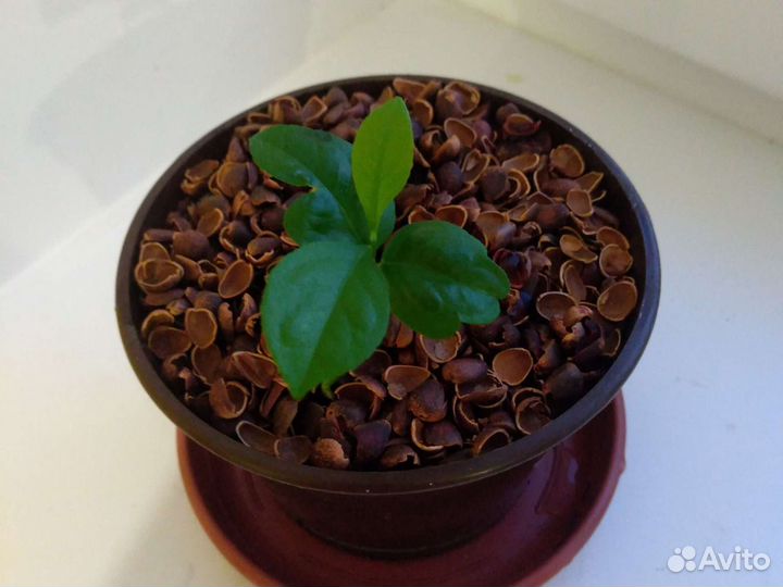 Лимон.Комнатное растение в горшке