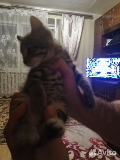 Кошки в добрые руки бесплатно