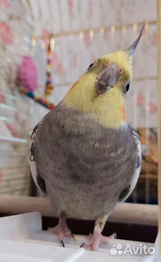 Попугай корелла с клеткой