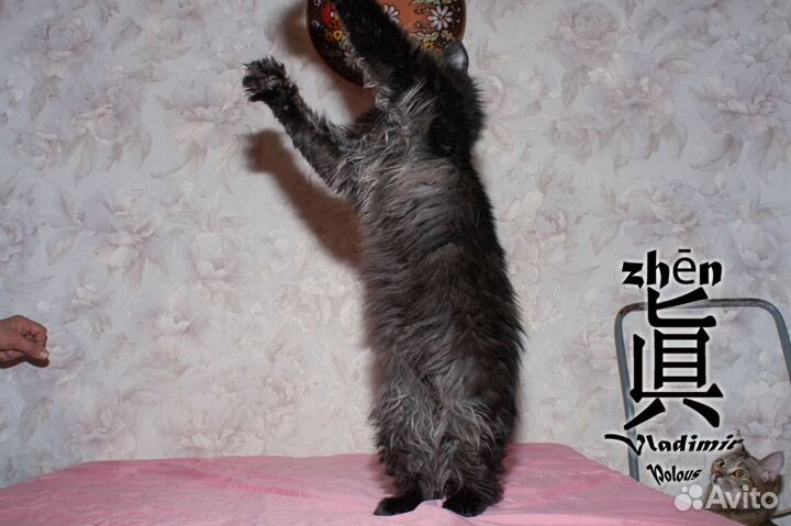 Кот подросток