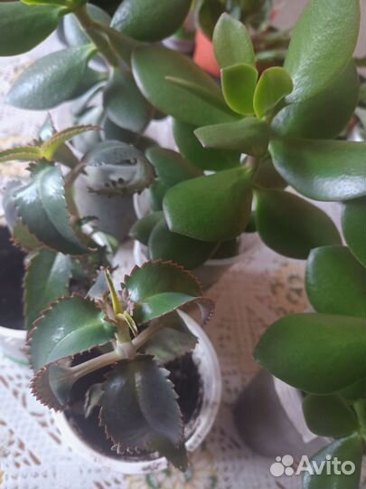 Комнатные цветы