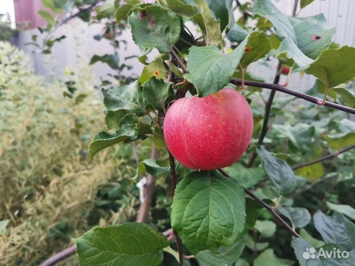 Яблони, груши саженцы