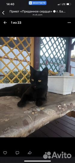 Кошка в дар