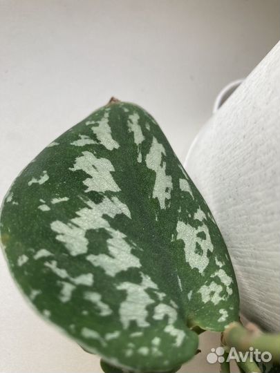 Сциндапсус