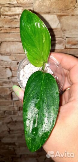 Филодендроны сортовые