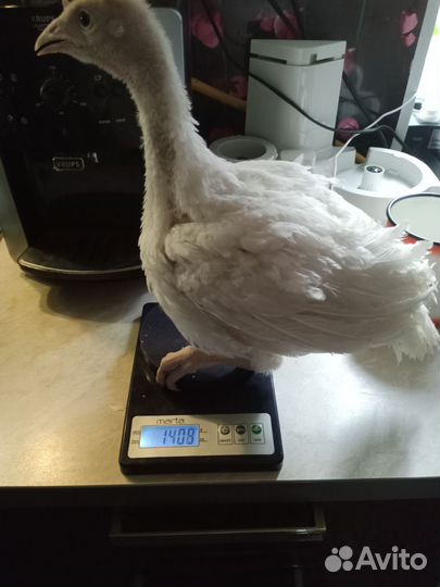 Индюшата Хайбрид Конвектор Канада