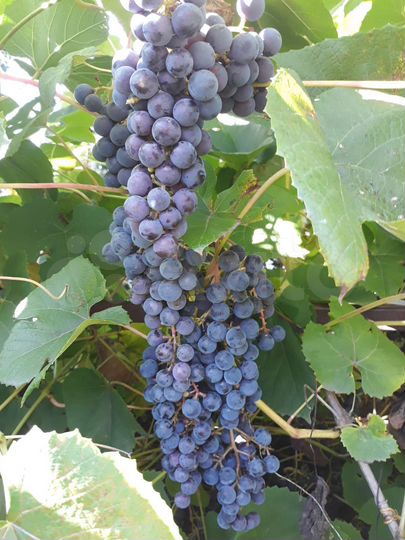 Дача 25 м² на участке 6 сот.