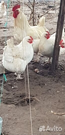 Куры породы маран белый