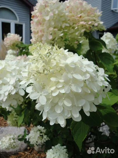 Гортензия Лаймлайт