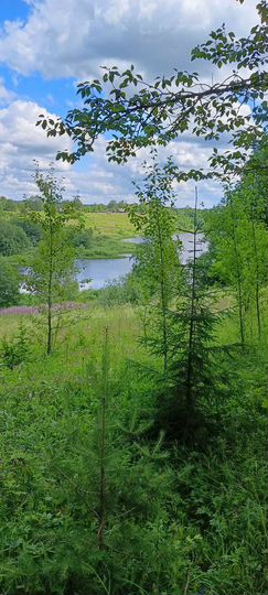 Участок 30 сот. (ИЖС)