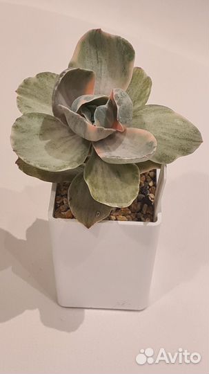 Эхеверия Decora суккулент