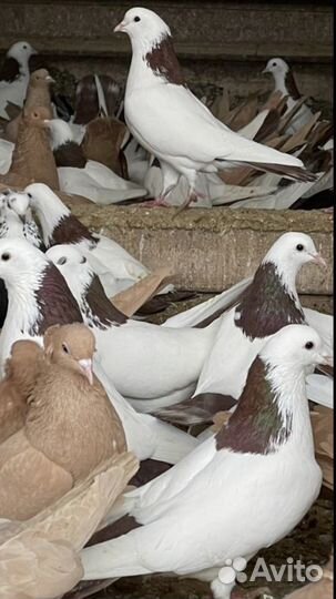 Голуби бойные армянские шейки с лентой